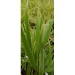 Hakonechloa macra ---